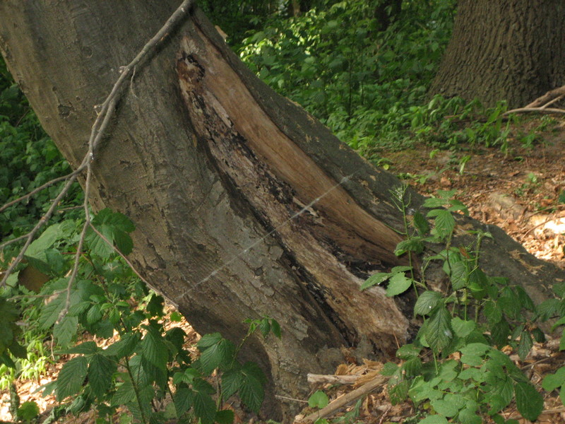 Umgestürzter Baum am Spielplatz Immermannstrasse - Foto 3