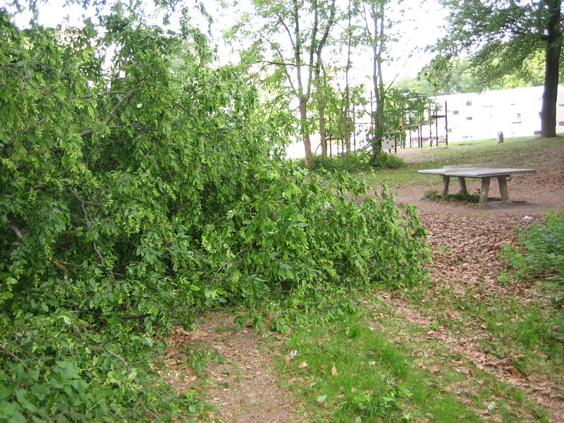 Umgestürzter Baum am Spielplatz Immermannstrasse - Foto 4